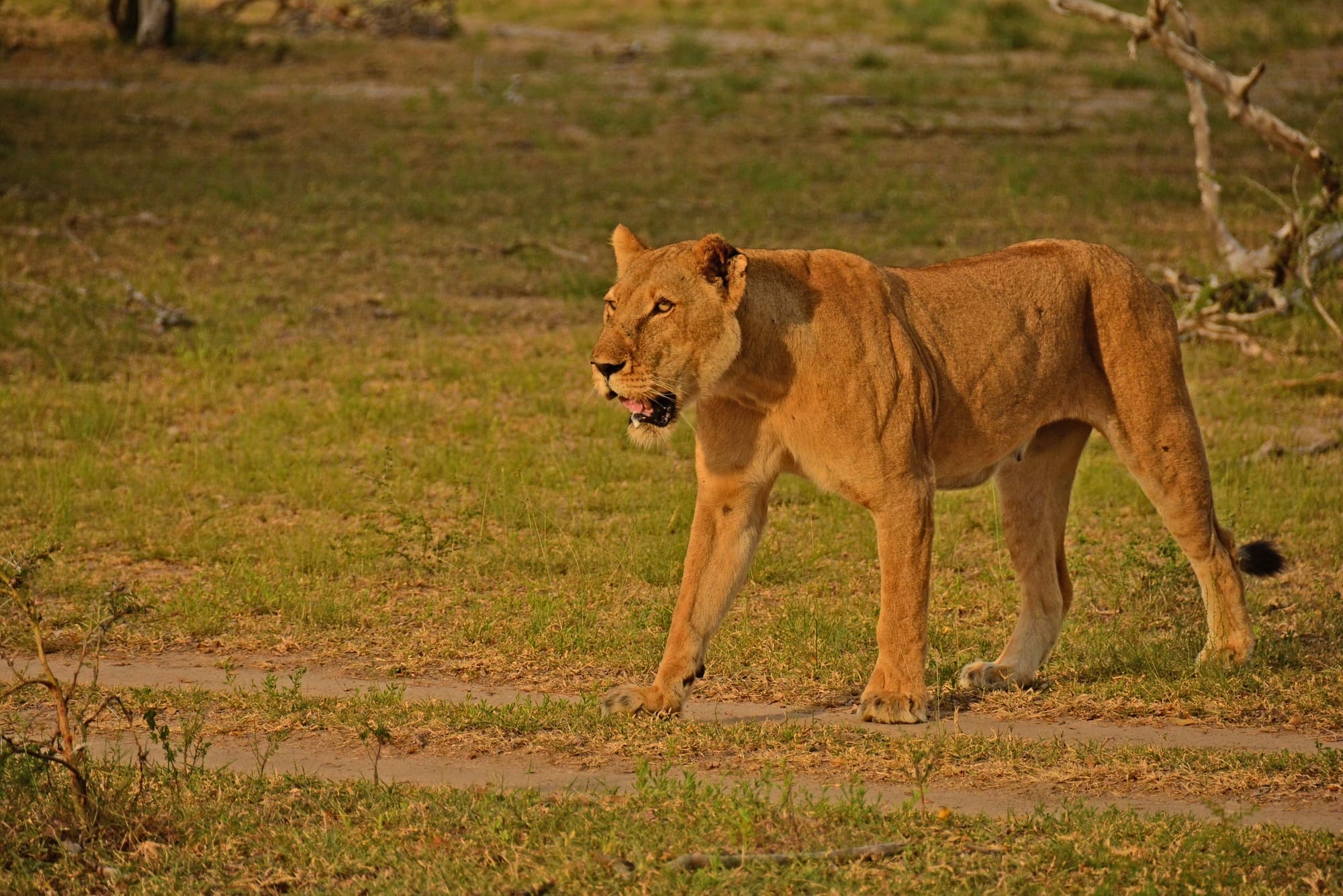 Female-lion-in-Selous-Game-Reserve